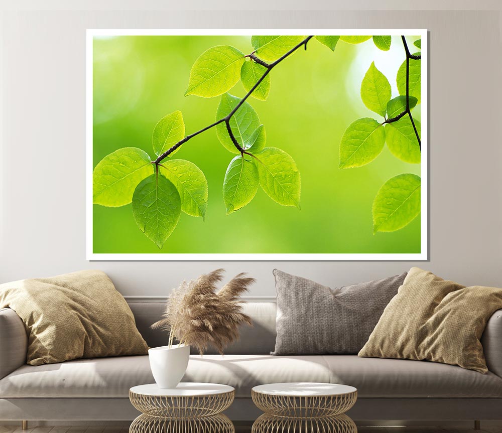 Branch With Green Leaves In The Sun Print Poster Wall Art