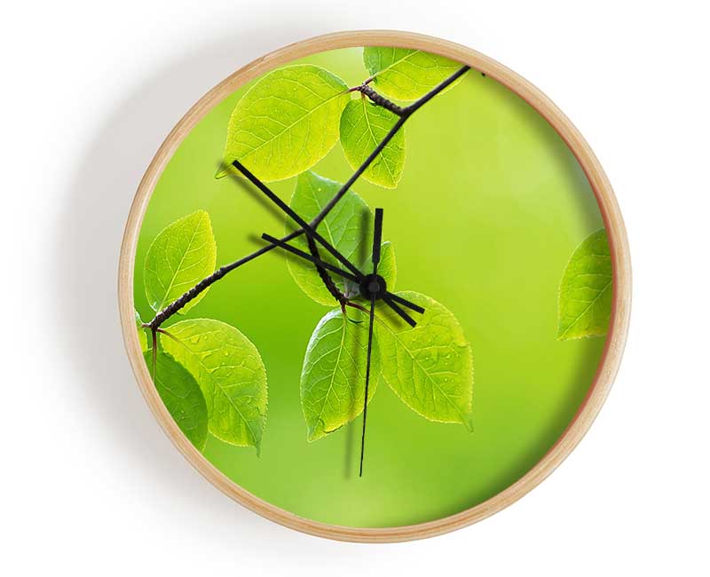 Branch With Green Leaves In The Sun Clock - Wallart-Direct UK