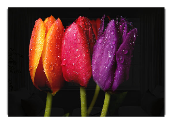 Colorful Tulips 5