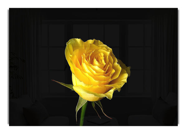 Yellow Rose On Black Background