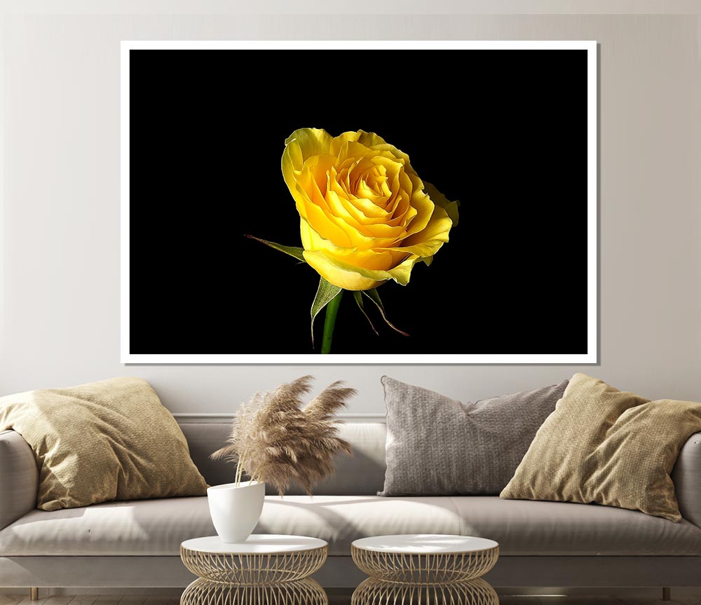 Yellow Rose On Black Background Print Poster Wall Art