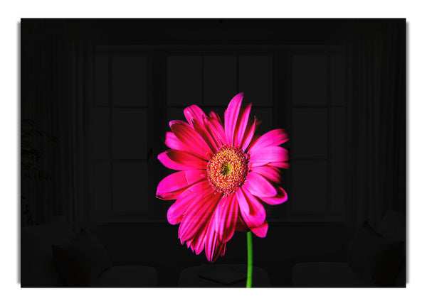 Hot Pink Gerber Daisy