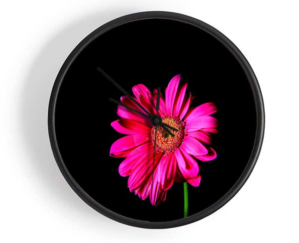 Hot Pink Gerber Daisy Clock - Wallart-Direct UK