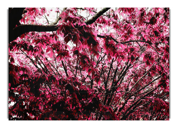 Pink Tree