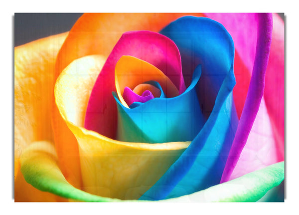 Rainbow Rose Macro