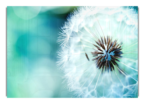 Dandelion Flower 3