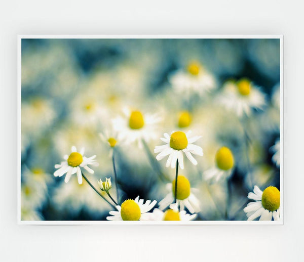 Chamomile Flowers Macro Print Poster Wall Art