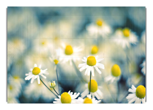 Chamomile Flowers Macro