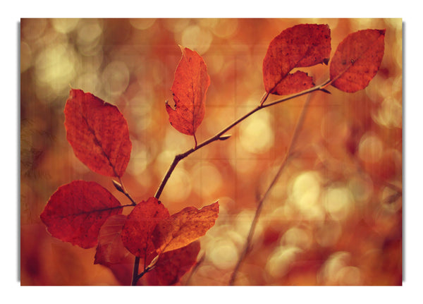 Leaves Bokeh