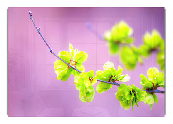 Small Green Flowers