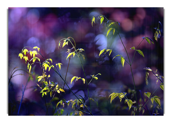 Plant Twigs Bokeh