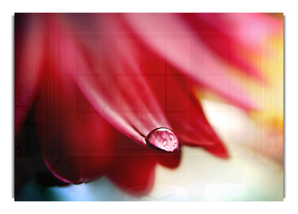 Drop On Flower Petal