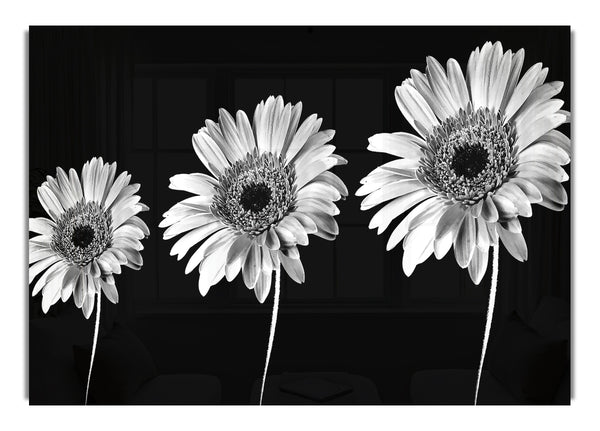 Gerbera Daisies Black And White