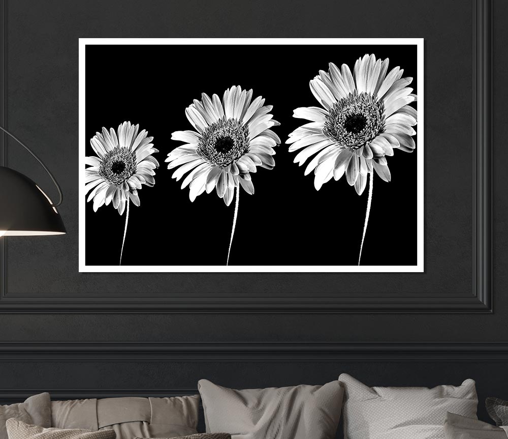 Gerbera Daisies Black And White Print Poster Wall Art