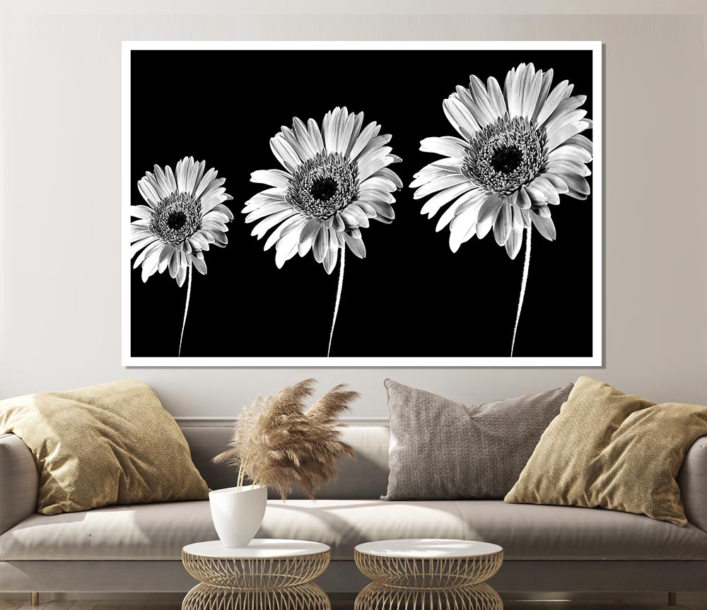 Gerbera Daisies Black And White Print Poster Wall Art