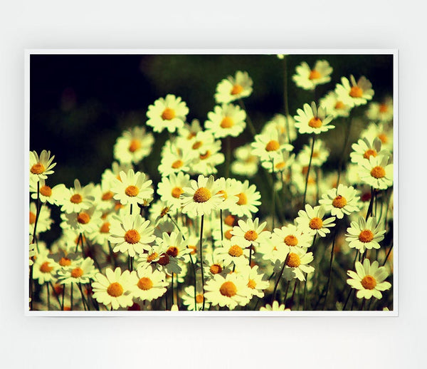 Vintage Daisies Print Poster Wall Art