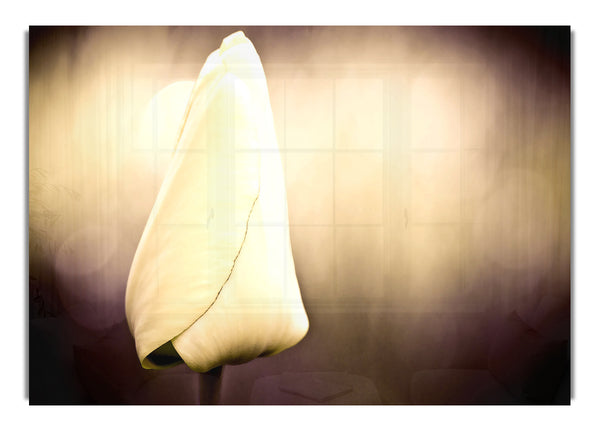 Tulip Vintage Bokeh