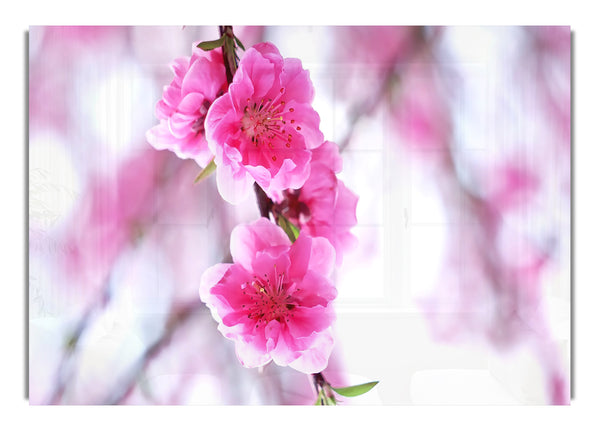 Plum Blossoms Blooming