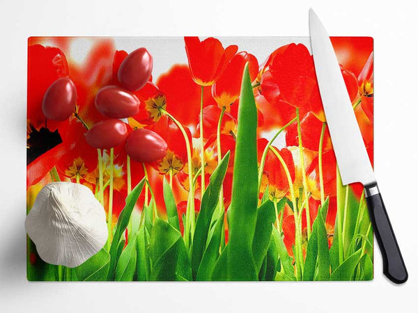 Red Tulips From Under Glass Chopping Board