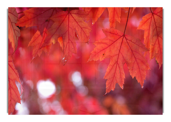 Red Autumn