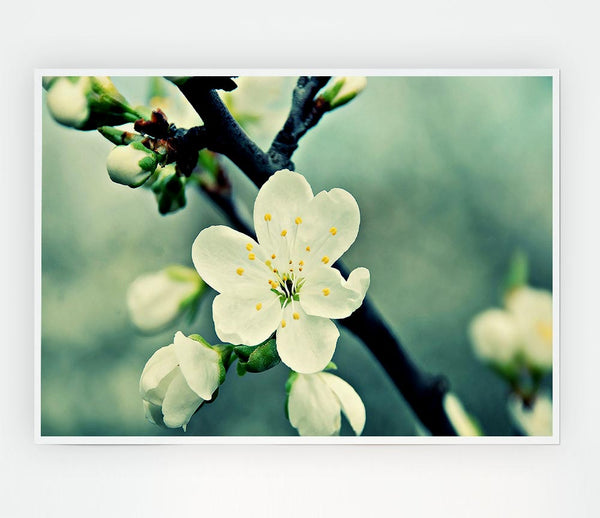 Beautiful Apple Blossom Print Poster Wall Art