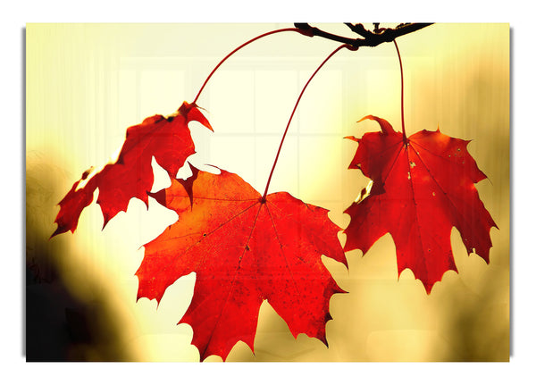 Red Oak Leaves Close Up