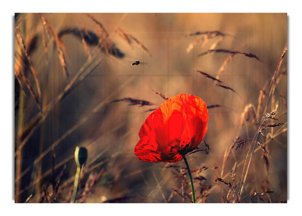 Red Poppy 2