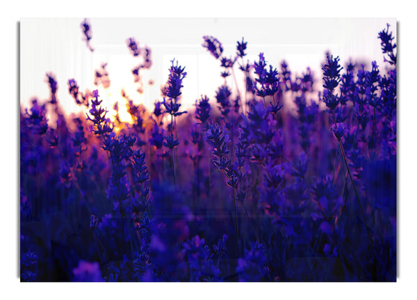 Lavender Field And Sunset