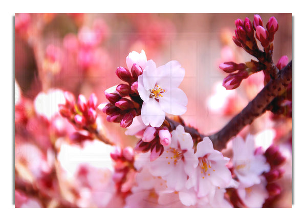 Cherry Blossom Buds