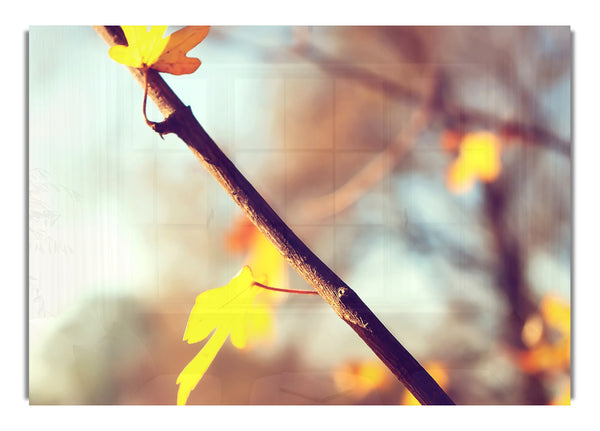 Autumn 2