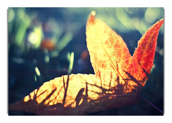 Gefallenes Blatt-Bokeh