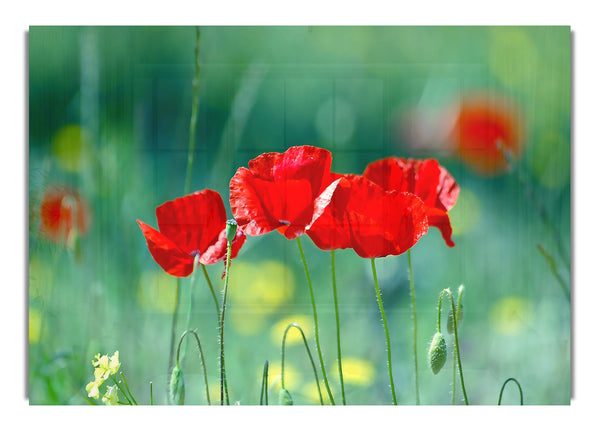 Summer Poppies