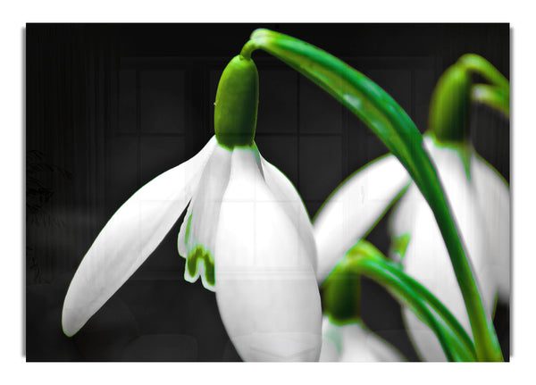 Snowdrop Flower