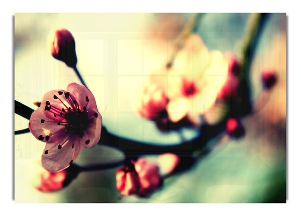 Cherry Blossom In Spring