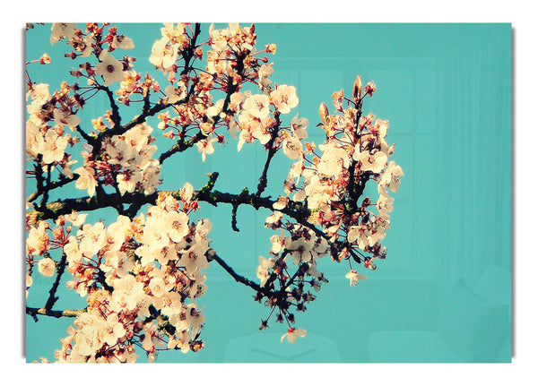 Blossom Tree Against A Blue Sky