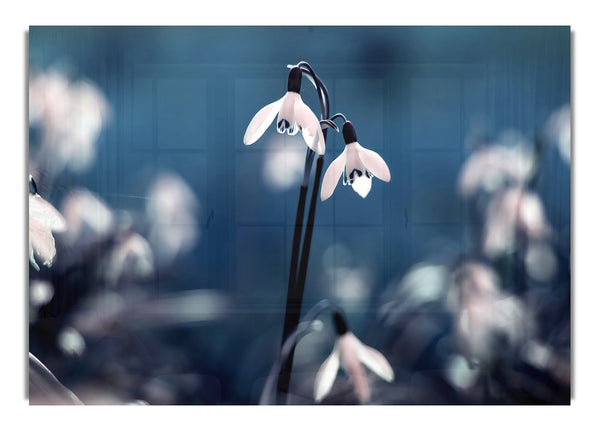 Opened Snowdrops