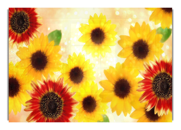 Sonnenblumen 5