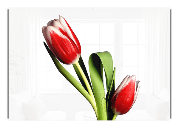 Tulip Model