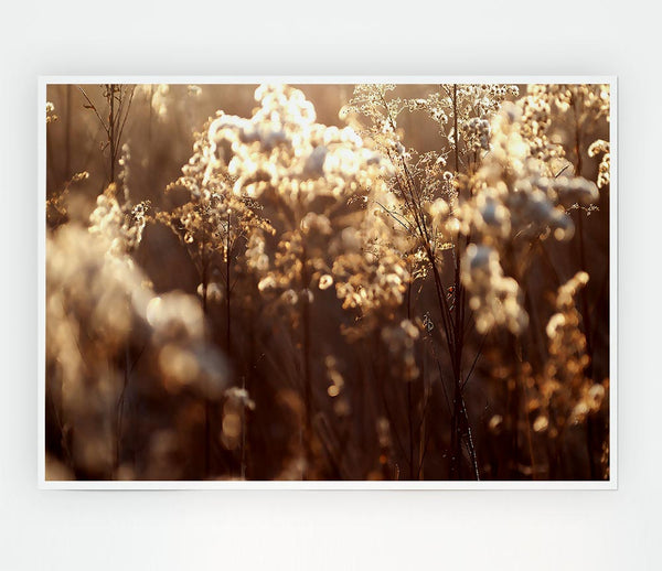 Winter Sunlight Flowers Print Poster Wall Art