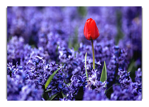 Red Tulip And Hyacinths