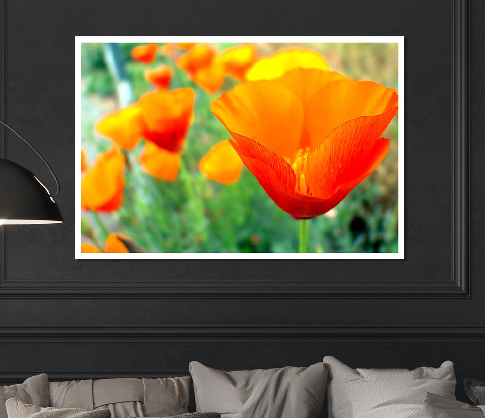 California Poppies Orange Print Poster Wall Art