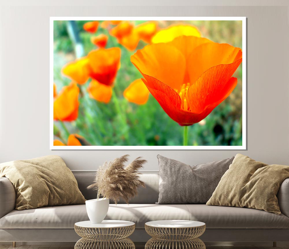 California Poppies Orange Print Poster Wall Art