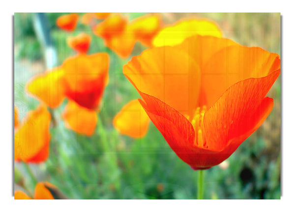 Kalifornischer Mohn UCR Botanic Gardens Riverside Kalifornien