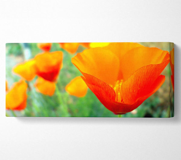 California Poppies Orange