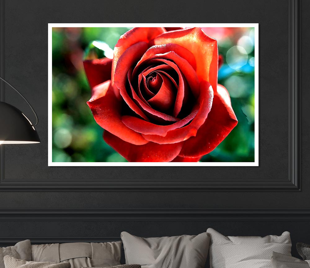 Beautiful Rose In The Garden Print Poster Wall Art