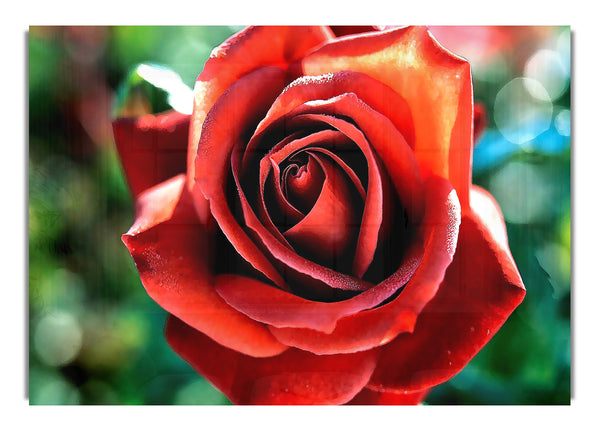 Beautiful Rose 1