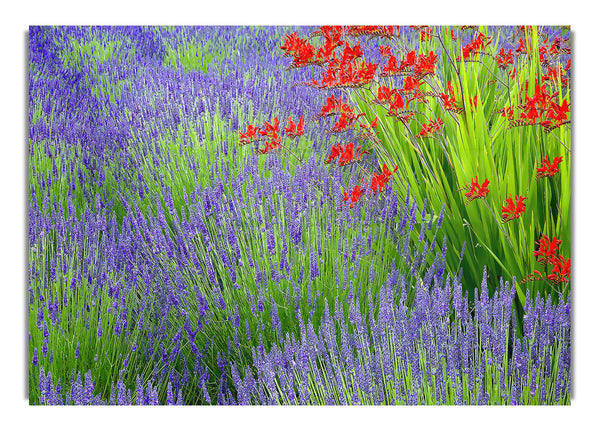 Lavender And Crocosmia