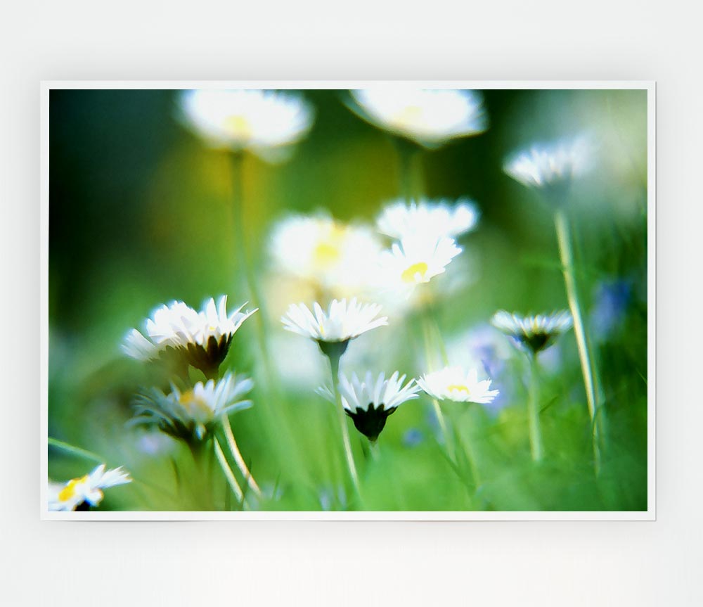 Blurry Daisies Print Poster Wall Art