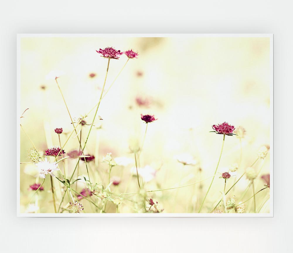 Wildflowers In Stunning Sunlight Print Poster Wall Art