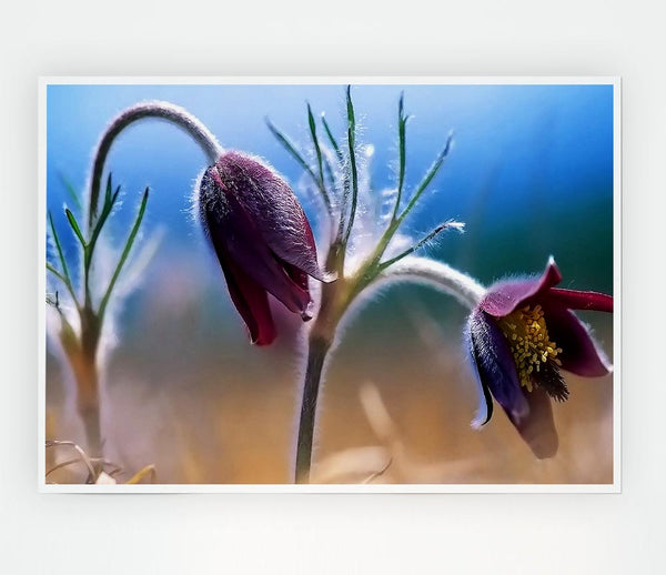 Wildflowers Blooming Print Poster Wall Art